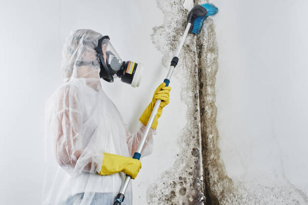 Trusted Rochester Hills, MI Mold Removal Experts