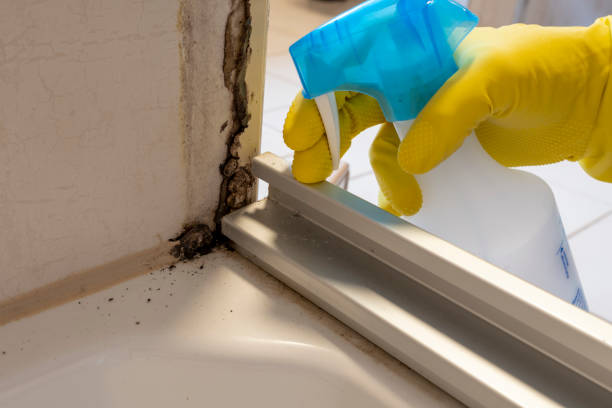 Best Black Mold Removal  in Rochester Hills, MI