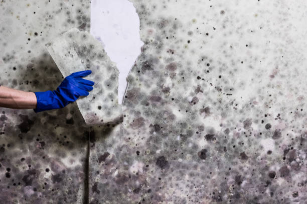 Best Mold Damage Repair  in Rochester Hills, MI