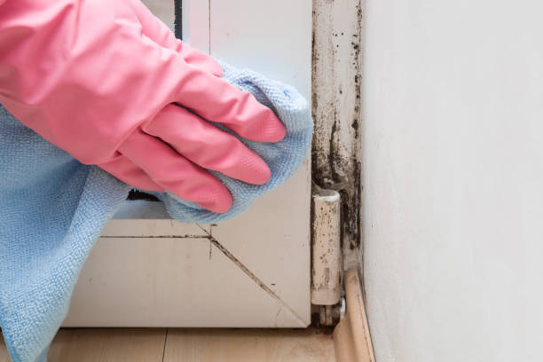 Home Mold Removal in Rochester Hills, MI