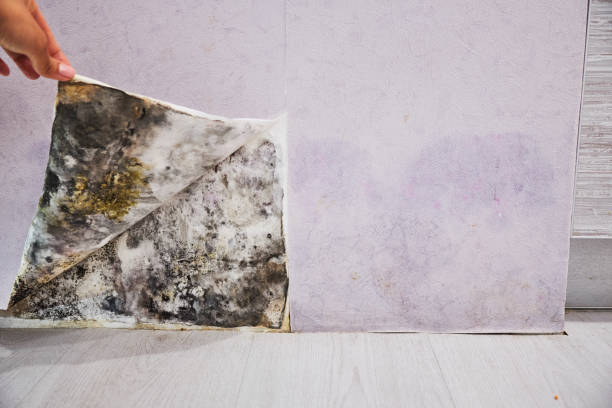 Best Commercial Mold Removal  in Rochester Hills, MI